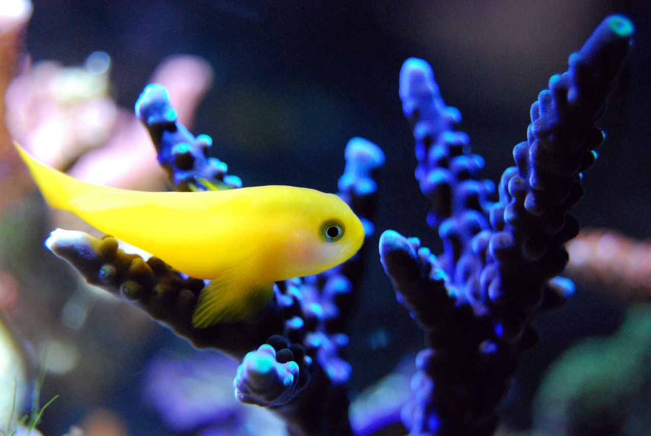 鱼馆装修效果图，打造独特水族风情餐厅的魅力设计